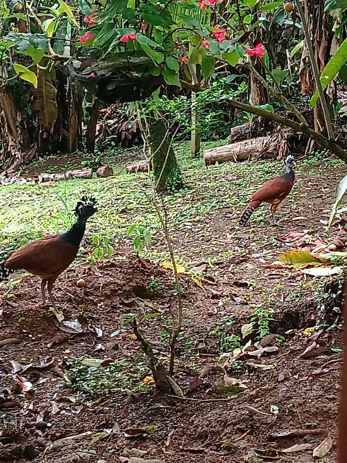 Arenal Rustic Lodge La Fortuna Kültér fotó